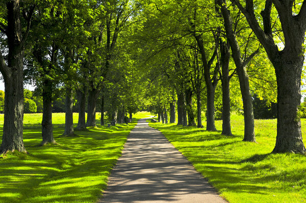 Recreational path in green park lined up with trees