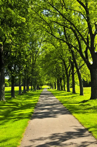 Rekreační Cesta Parku Lemované Stromy — Stock fotografie