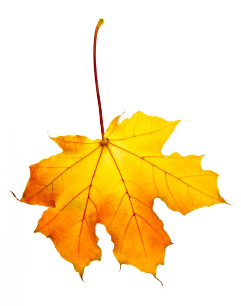 Fall maple leaf — Stock Photo, Image