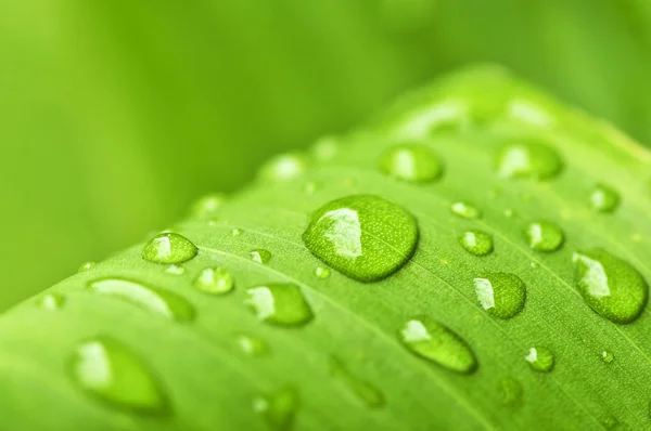 雨滴と葉の緑の植物の自然な背景 — ストック写真