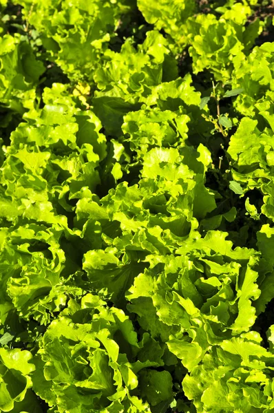 Felnövés-ban egy kerti saláta — Stock Fotó