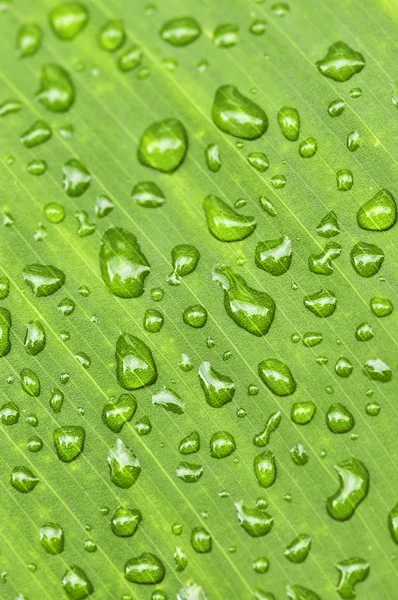 Zöld Növény Levél Esőcseppek Természetes Háttér — Stock Fotó