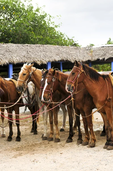 Horses gathered at beach — Stock Photo, Image