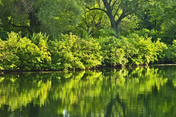 Αντανάκλαση Από Καταπράσινα Δέντρα Ήρεμα Νερά — Φωτογραφία Αρχείου