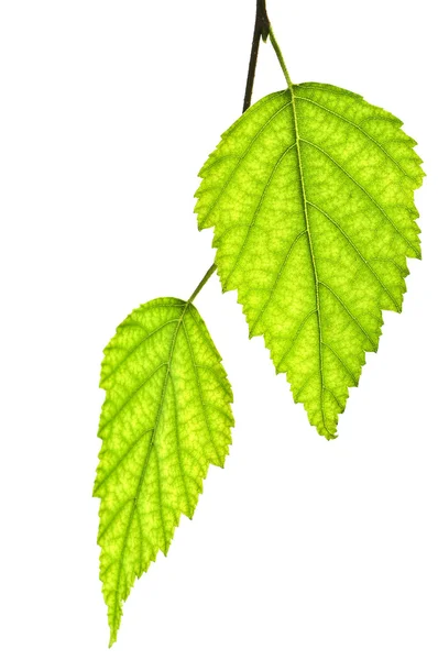 Gałąź z zielonymi liśćmi — Zdjęcie stockowe