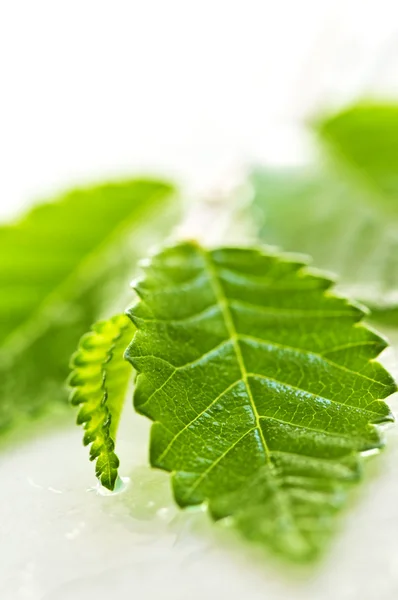 Гілка з зеленим листям — стокове фото