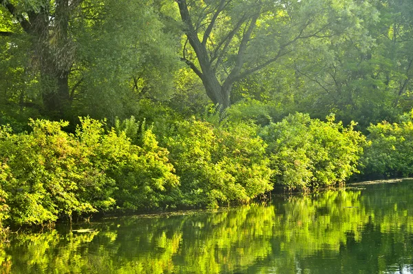 绿树在平静水中的反思 — 图库照片