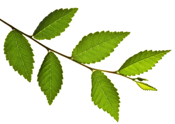 Гілка з зеленим листям — стокове фото