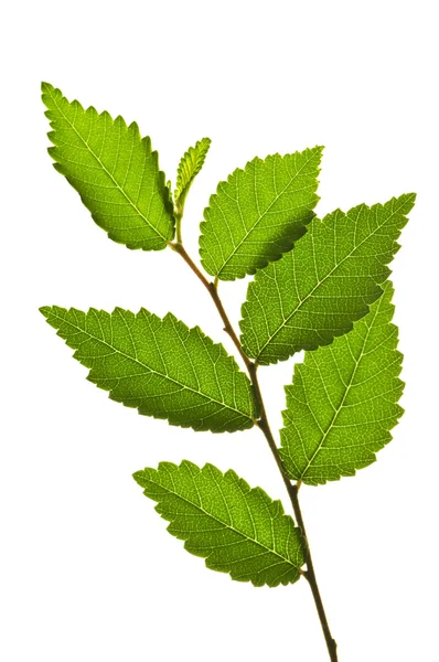 Ветка с зелеными листьями — стоковое фото