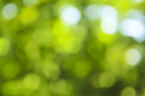 Green Natural Background Out Focus Forest Bokeh — Stock Photo, Image