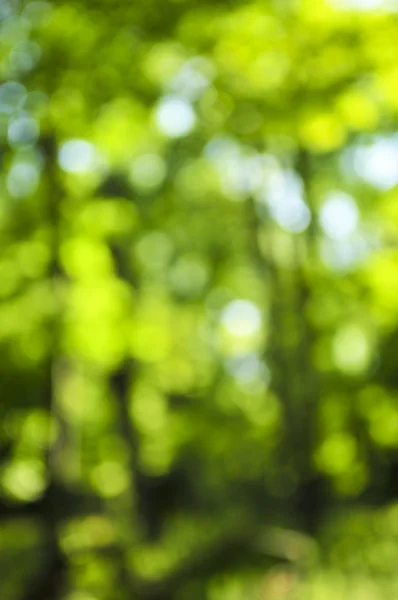 숲이나 의푸른 — 스톡 사진