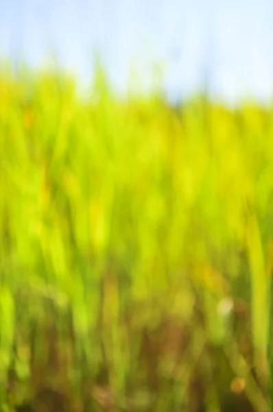 フォーカス背の高い草やボケ味の自然な緑の背景 — ストック写真