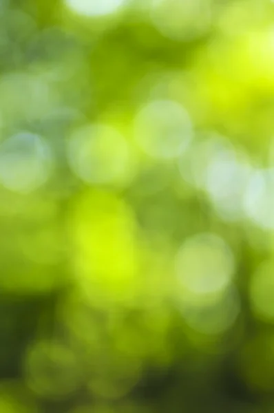 森やぼっけの緑の自然背景 — ストック写真