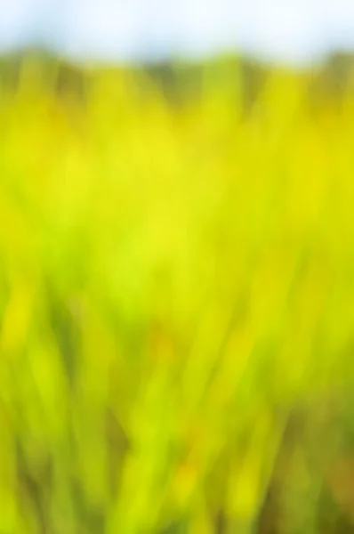 フォーカス背の高い草やボケ味の自然な緑の背景 — ストック写真