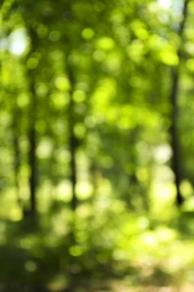 Green Natural Background Out Focus Forest Bokeh — Stock Photo, Image