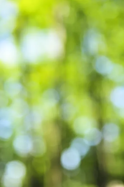 Groene Natuurlijke Achtergrond Van Out Focus Bos Bokeh — Stockfoto