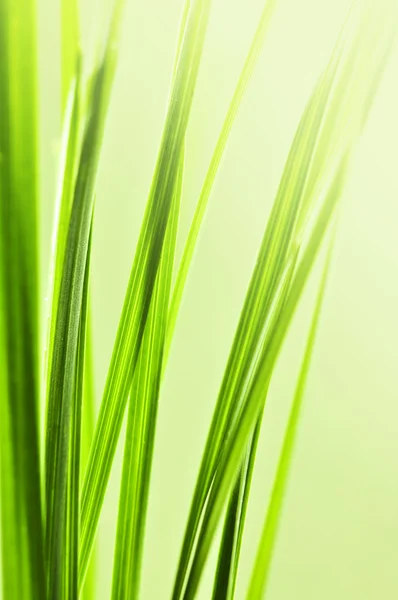 自然の背景と緑の草のブレードをクローズ アップ — ストック写真