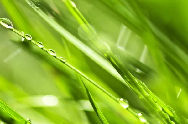 Естественный Фон Росы Зеленые Травинки Закрыть — стоковое фото