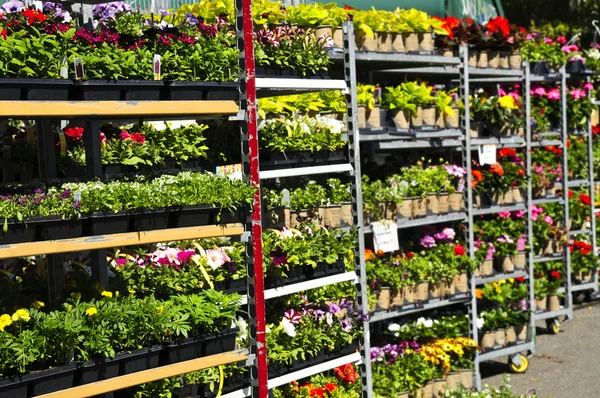 Blumen Und Pflanzen Zum Verkauf Zum Pflanzen Frühling — Stockfoto