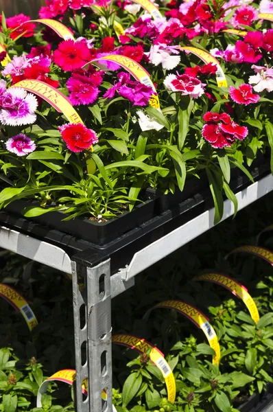 Květiny na prodej — Stock fotografie