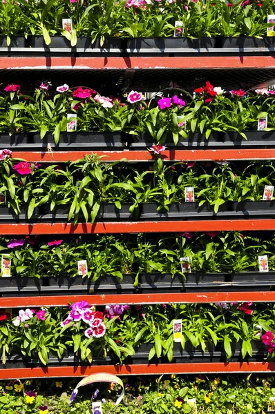 Květiny Rostliny Prodej Výsadbě Jaře — Stock fotografie