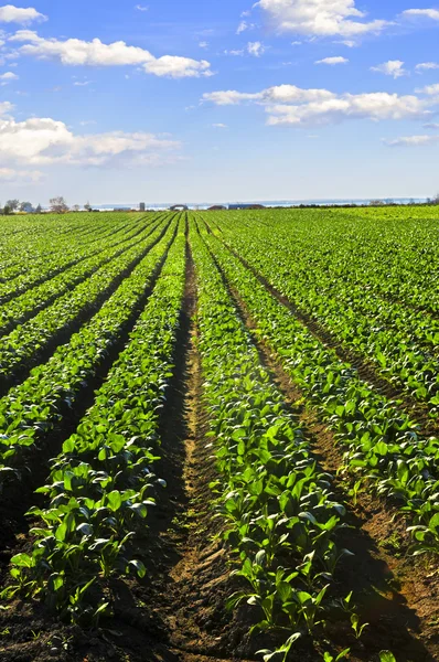 Rows of soy plants in a field — Stock Photo © elenathewise #6696849