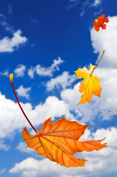 Herbst Ahornblätter Fallen Auf Blauem Himmel Hintergrund — Stockfoto