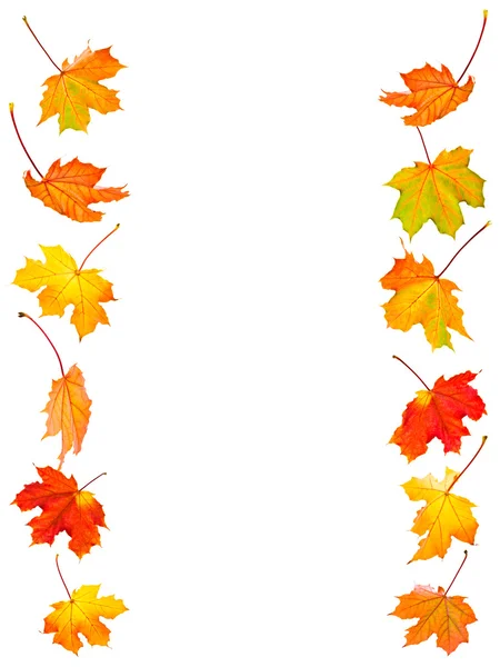 Background Fall Maple Leaves Isolated White — Stock Photo, Image