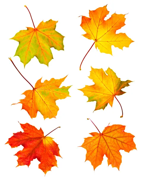 Several Fall Maple Leaves Isolated White Background — Stock Photo, Image