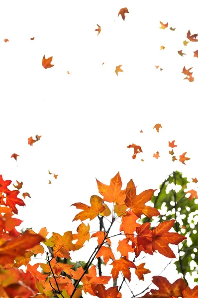 Bakgrund Hösten Lönn Blad Och Träd Grenar — Stockfoto