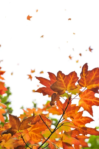 Fall maple leaves background — Stock Photo, Image