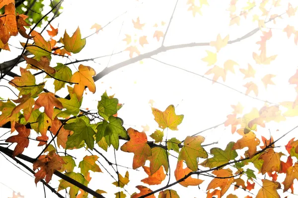 Фон Осенних Кленовых Листьев Ветвей Деревьев — стоковое фото