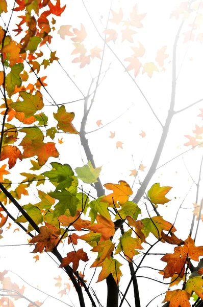 Тло осіннього кленового листя — стокове фото