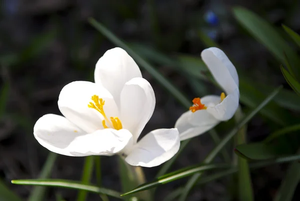 Crocus fleur — Photo