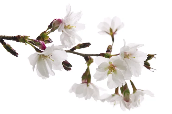Flor de cereja oriental — Fotografia de Stock