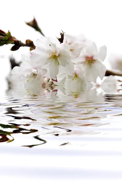 Třešňový květ ve vodě — Stock fotografie