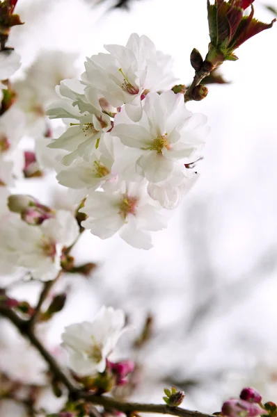 Oriental cherry blossom — Stock Photo, Image