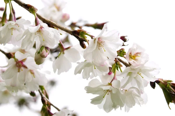Κλάδους Της Ανατολίτικα Ανθοφορία Κερασιά Άνθη Που Απομονώνονται Λευκό Φόντο — Φωτογραφία Αρχείου