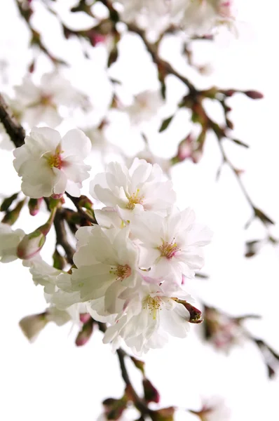 Ramas Cerezo Oriental Con Flores Aisladas Sobre Fondo Blanco —  Fotos de Stock