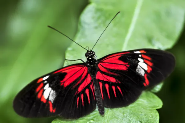 Rode heliconius dora butterfly — Stockfoto