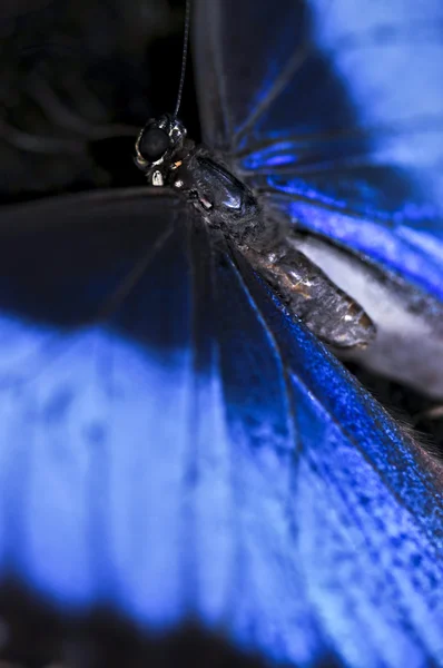 Primer plano de la mariposa morfo azul —  Fotos de Stock