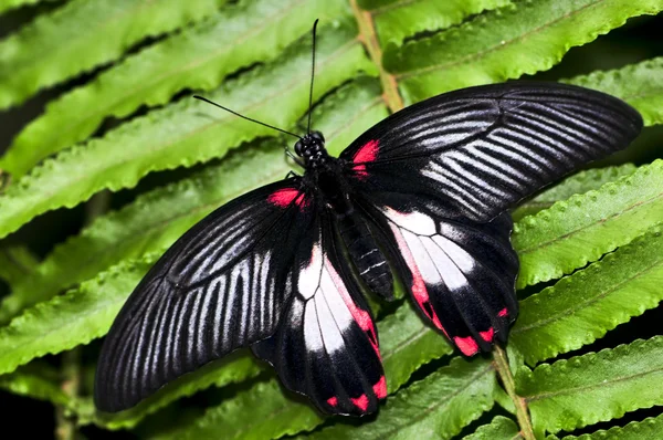 Gemensamma swallowtail butterfly — Stockfoto