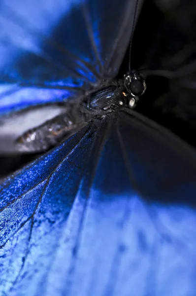 Nahaufnahme Eines Schönen Blauen Morpho Schmetterlings — Stockfoto