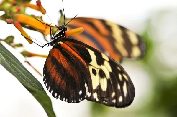 Mariposa tigre grande —  Fotos de Stock