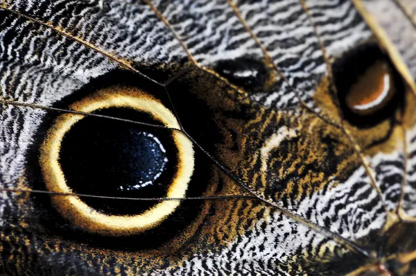Extreme Closeup Owl Butterfly Wing Spots — Stock Photo, Image