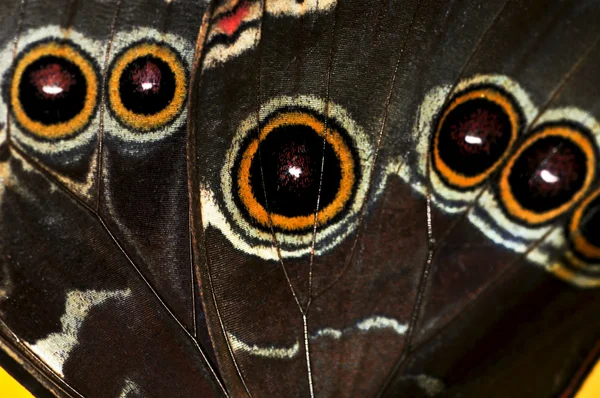 Closeup Krásná Modrá Morpho Motýl Křídla — Stock fotografie