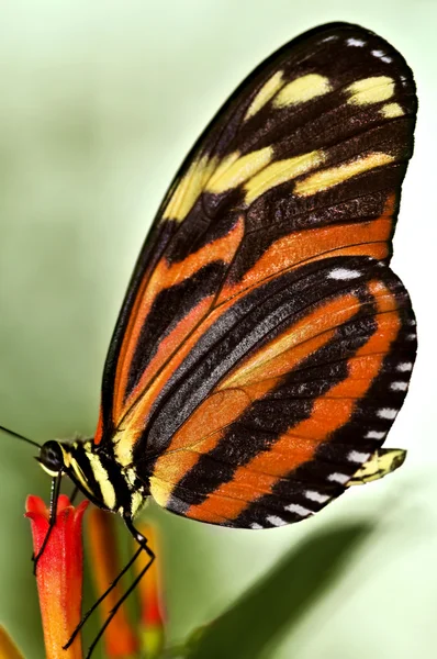 Motýl velký tygr — Stock fotografie