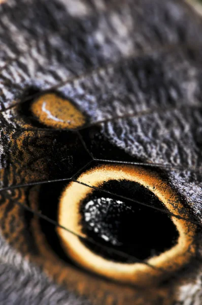 Пятна крыла совы-бабочки — стоковое фото