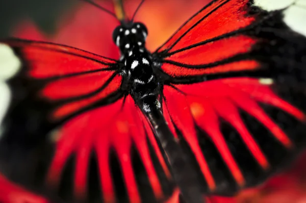빨간 heliconius도 라 나비 — 스톡 사진
