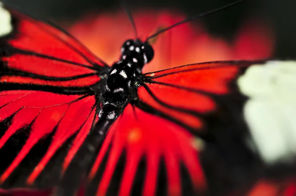 Κόκκινο Heliconius Πεταλούδα Ντόρα Άνοιγμα Φτερών — Φωτογραφία Αρχείου
